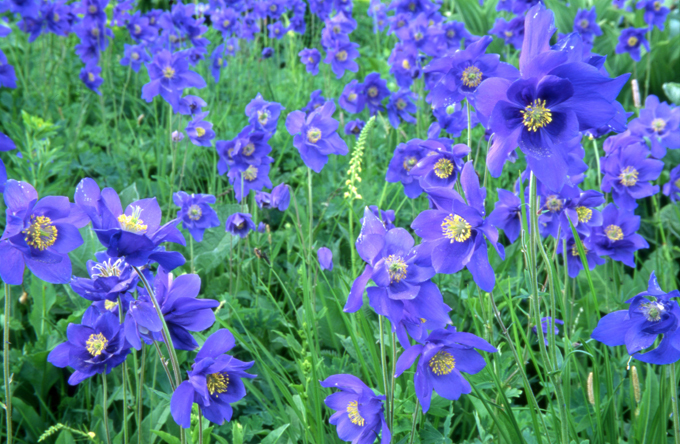 Алтай. В поисках Шамбалы