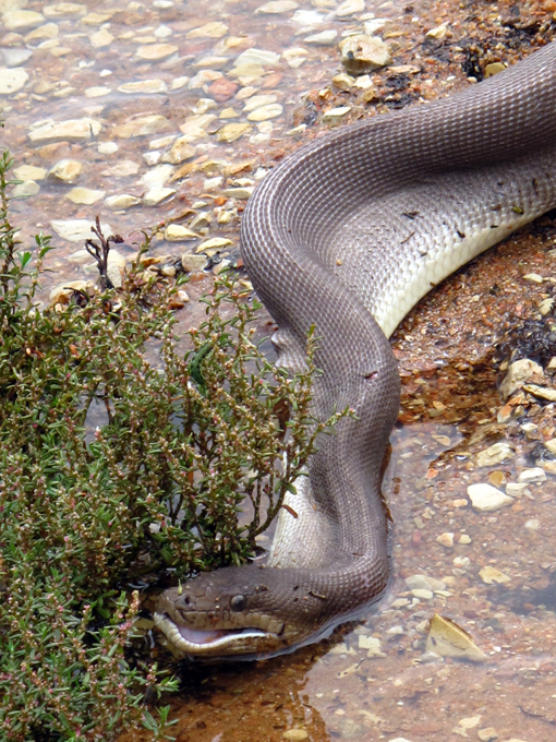 A piton vence o crocodillo