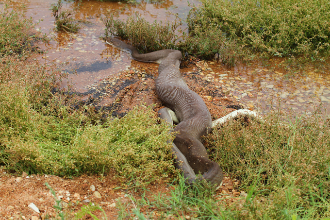 A piton vence o crocodillo