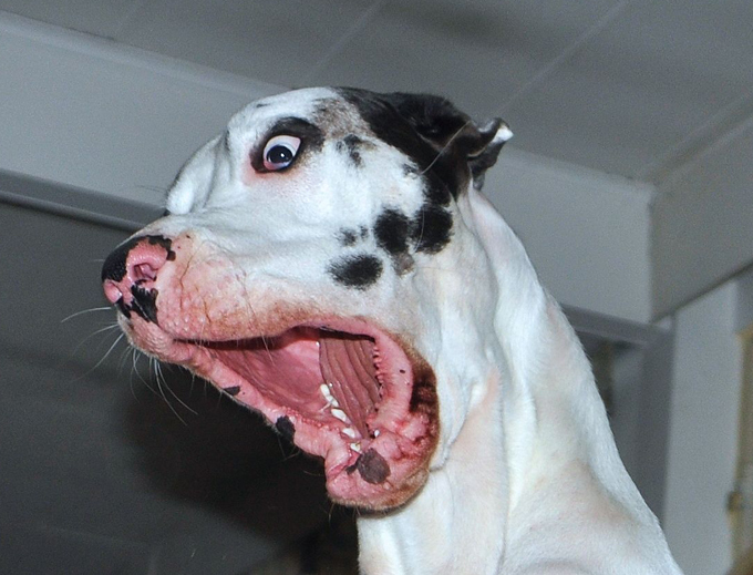 O mais expressivo cachorro do mundo