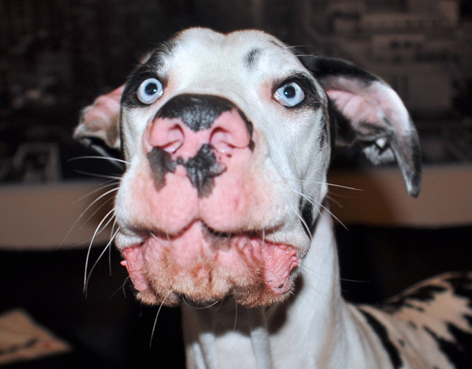 O mais expressivo cachorro do mundo