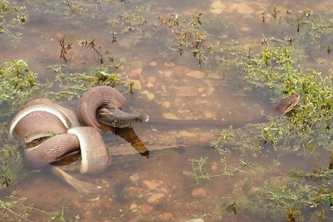 A piton  vence  o crocodillo