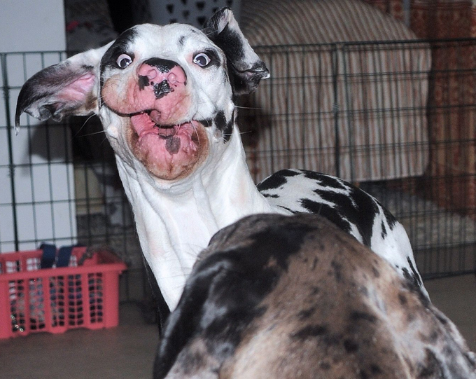 O mais expressivo cachorro do mundo