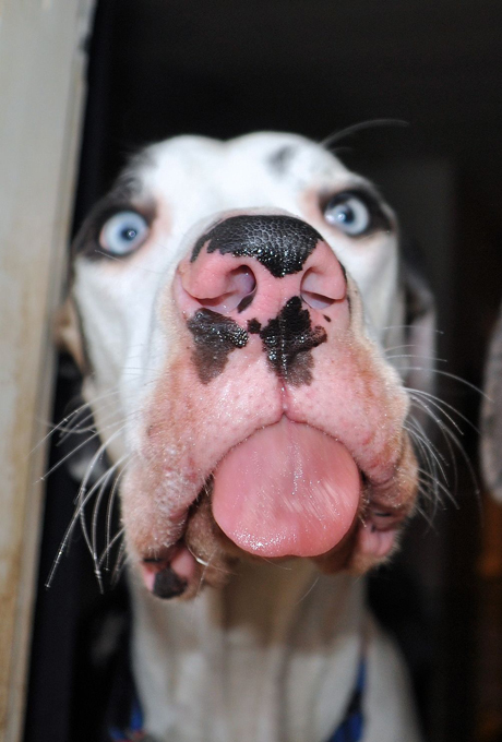 O mais expressivo cachorro do mundo
