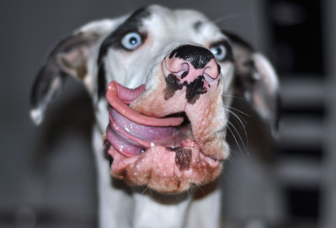 O mais expressivo cachorro do mundo