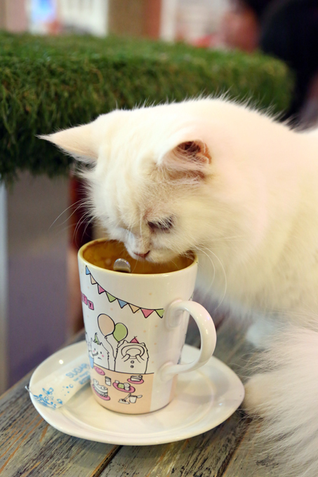 “Cat café” em Bangkok