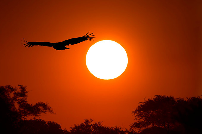 As maravilhas da África