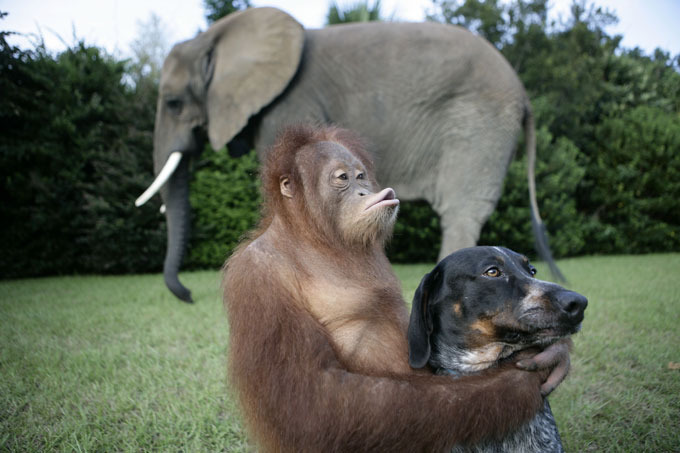 Verdadeira amizade entre orangotango e cão