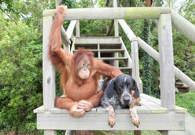 Verdadeira amizade entre orangotango e cão