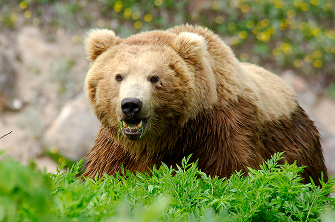 Vale dos Gêiseres na península de Kamchatka