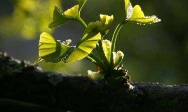Ginkgo biloba no seu jardim? Veja como plantar e aproveitar seus benefícios