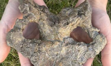 Cientistas revelam o crânio do Dacentrurus — um gigante do período Jurássico