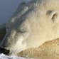Até 2050 o mundo perderá dois terços da população atual de ursos polares
