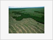 Ministro anuncia medidas de repressão ao desmatamento na Amazônia