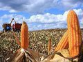 Veneno na mesa: México proíbe glifosato e milho transgênico; população tem até 3 anos para se adequar