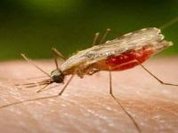 Malária arrasou África