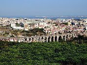 PEV pretende a classificação de árvores na cidade de Lisboa