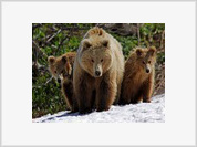 O urso pardo da Kamchatka