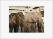 O Elefante que veio de Cabo Verde