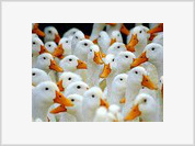 Gripe das Aves: Patos e arroz são factores importantes