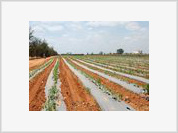 Angola: Mecanagro prepara 30.000 hectares de terras