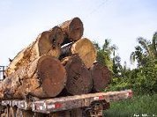 Por madeira e carne, desmatadores avançam sobre o Xingu