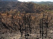 Portugal: PEV sobre os fogos florestais