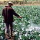 Brasil: Política contra os agrotóxicos