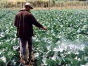 Brasil: Política contra os agrotóxicos