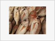 Brasil: Governo quer estimular consumo regular de pescado