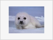 Ministério dos Recursos Naturais da Rússia pretende proibir completamente caça de focas