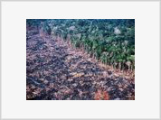 Desmatamento na Amazônia cai 62,8% em julho