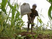 Brasil apoia agricultores africanos