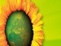 BRAGA - Conversa Ecologista - A Árvore em Meio Urbano
