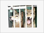 Duas fêmeas  de lobo clonadas na Coréia do Sul