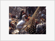 Indonésia: Quatro vítimas da gripe das aves