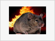 Rato que queimou a casa inteira, e outras histórias curiosas da vida dos animais