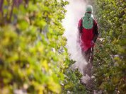 Mudança em rótulo de pesticida que não apresenta risco de morte