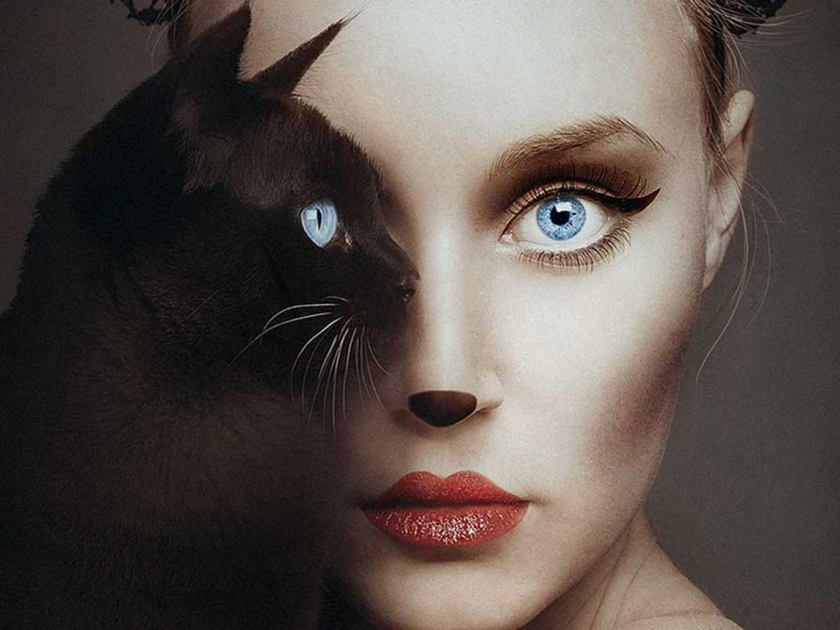 Como os gatos podem curar humanos