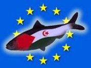 Acordo EU-Marrocos sobre recursos saharauis: Injustificavel