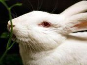 R$ 16,7 milhões a favor de alternativas à experimentação animal