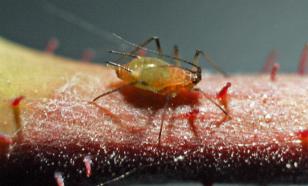 Essa solução elimina pulgões, ácaros e oídio: todo jardineiro pode fazer isso