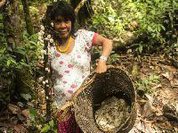 Yanomami coletam e comercializam mais de 8 toneladas de cogumelos