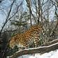 Leopardos raros nasceram em Amur