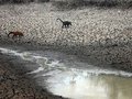 Pantanal sofre o pior período de queimadas dos últimos 50 anos