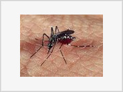 Prefeitura do Rio falha no combate ao mosquito da Dengue, aponta Tribunal de Contas
