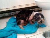 Cosméticos, animais...