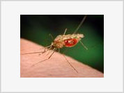 FLAD debate progressos na investigação da malária