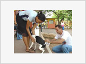 Cães e gatos serão vacinados contra raiva em Botucatu no Brasil