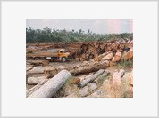 Brasil: Governo combate desmatamento